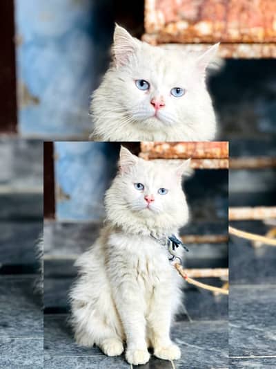 Persian cat and kitten punch face triple coated