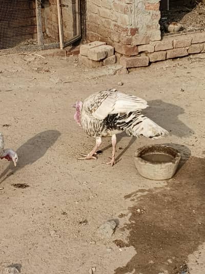 turkey