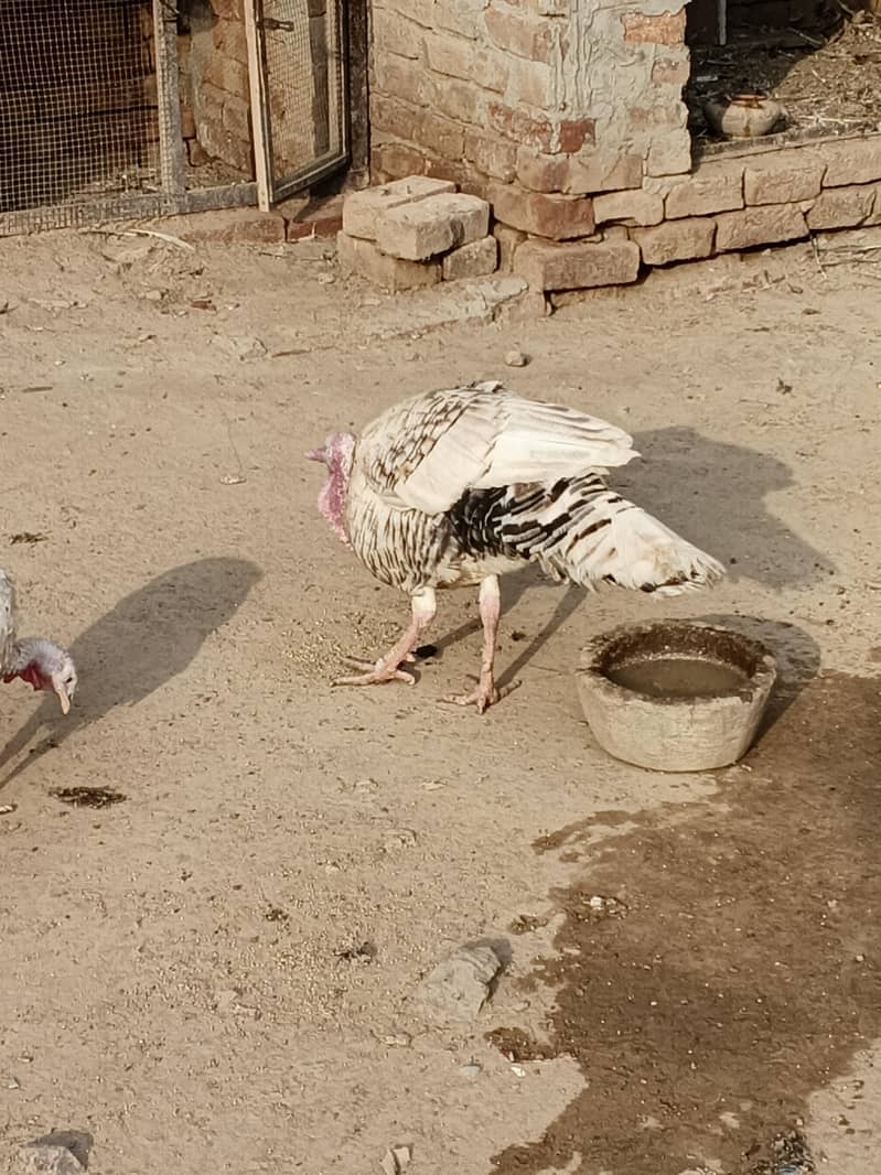 turkey 0
