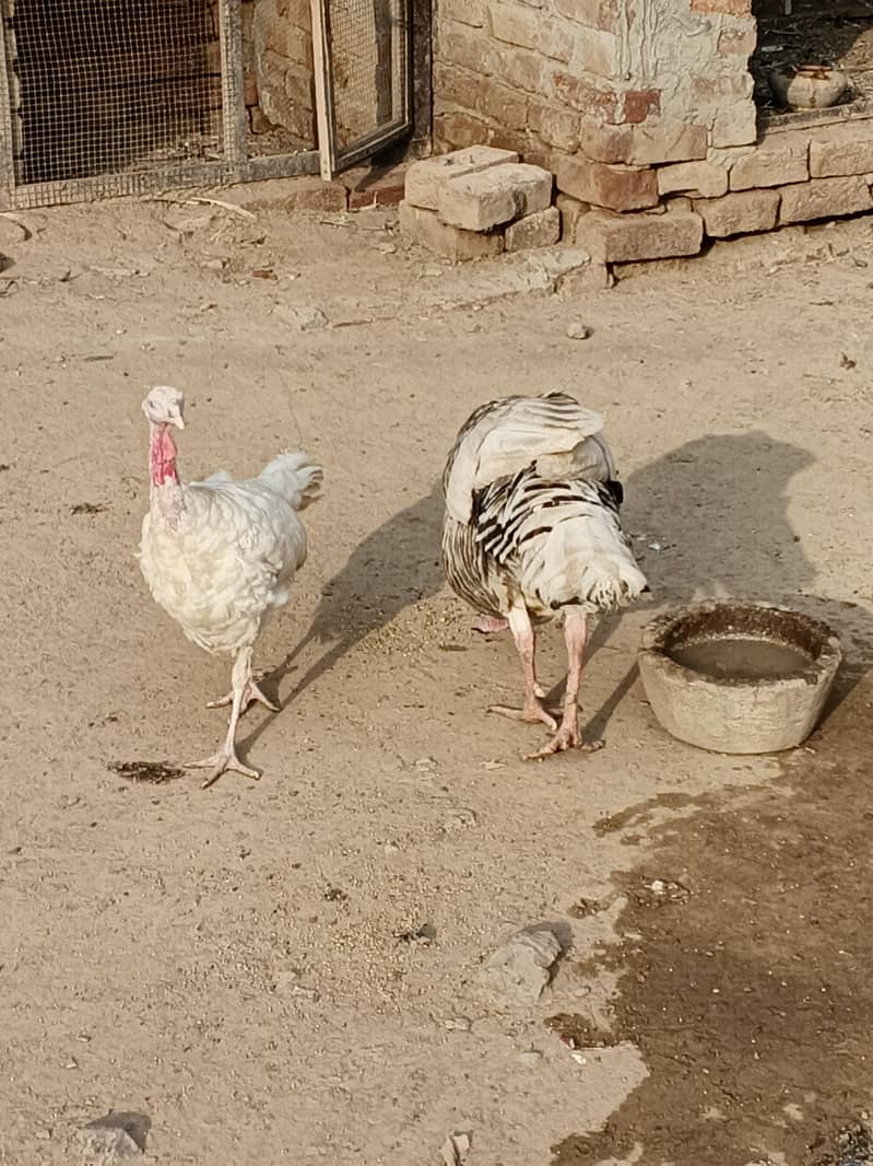 turkey 1
