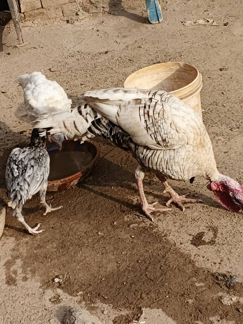 turkey 2