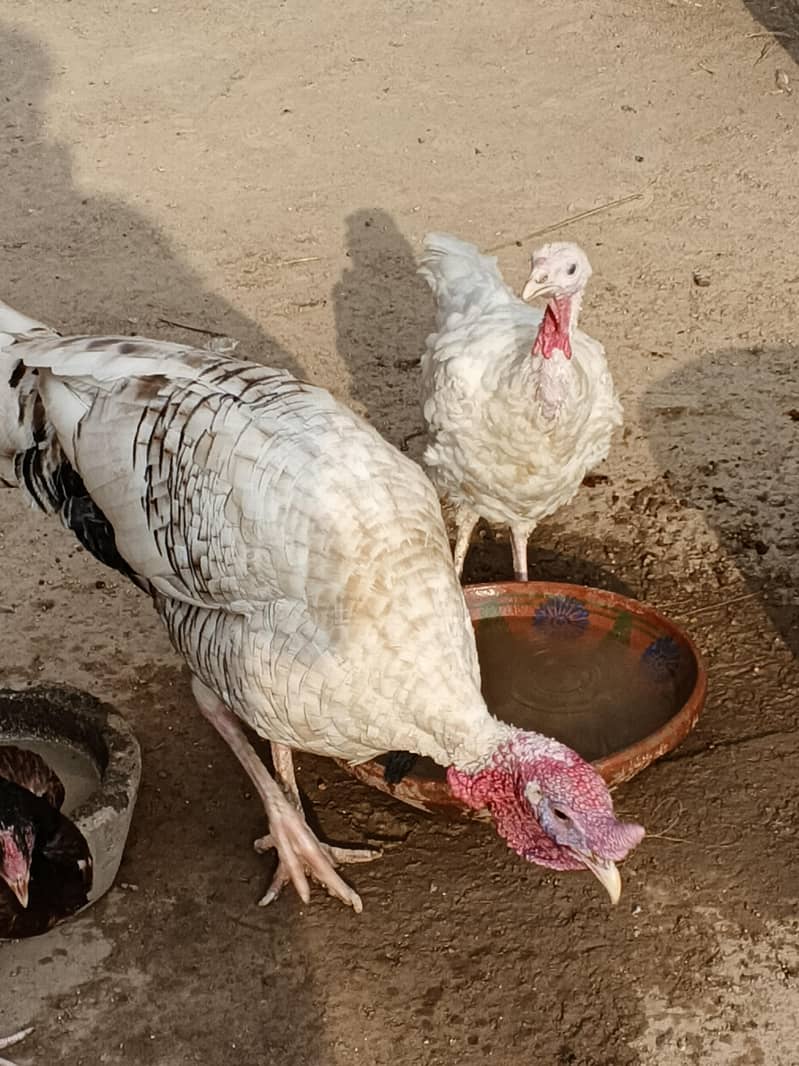 turkey 3