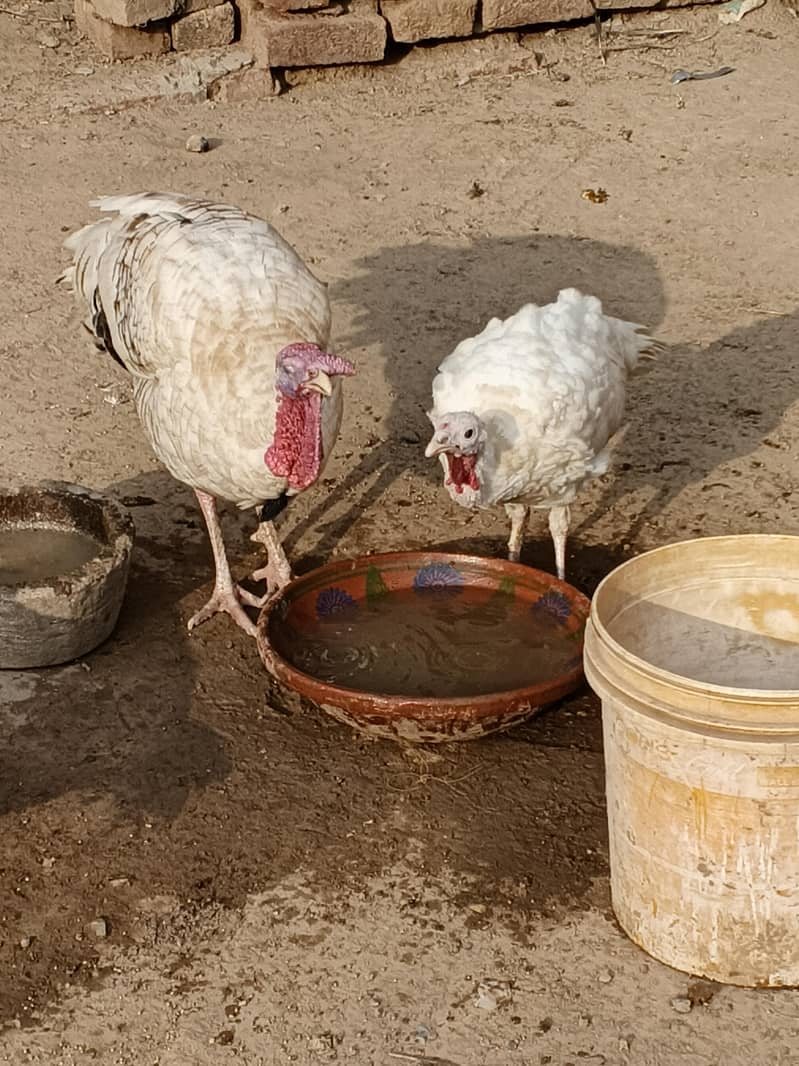 turkey 4