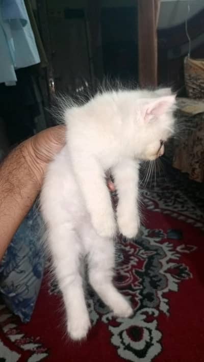 persian kittens