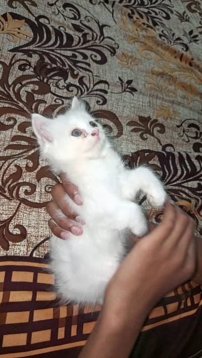 persian kittens