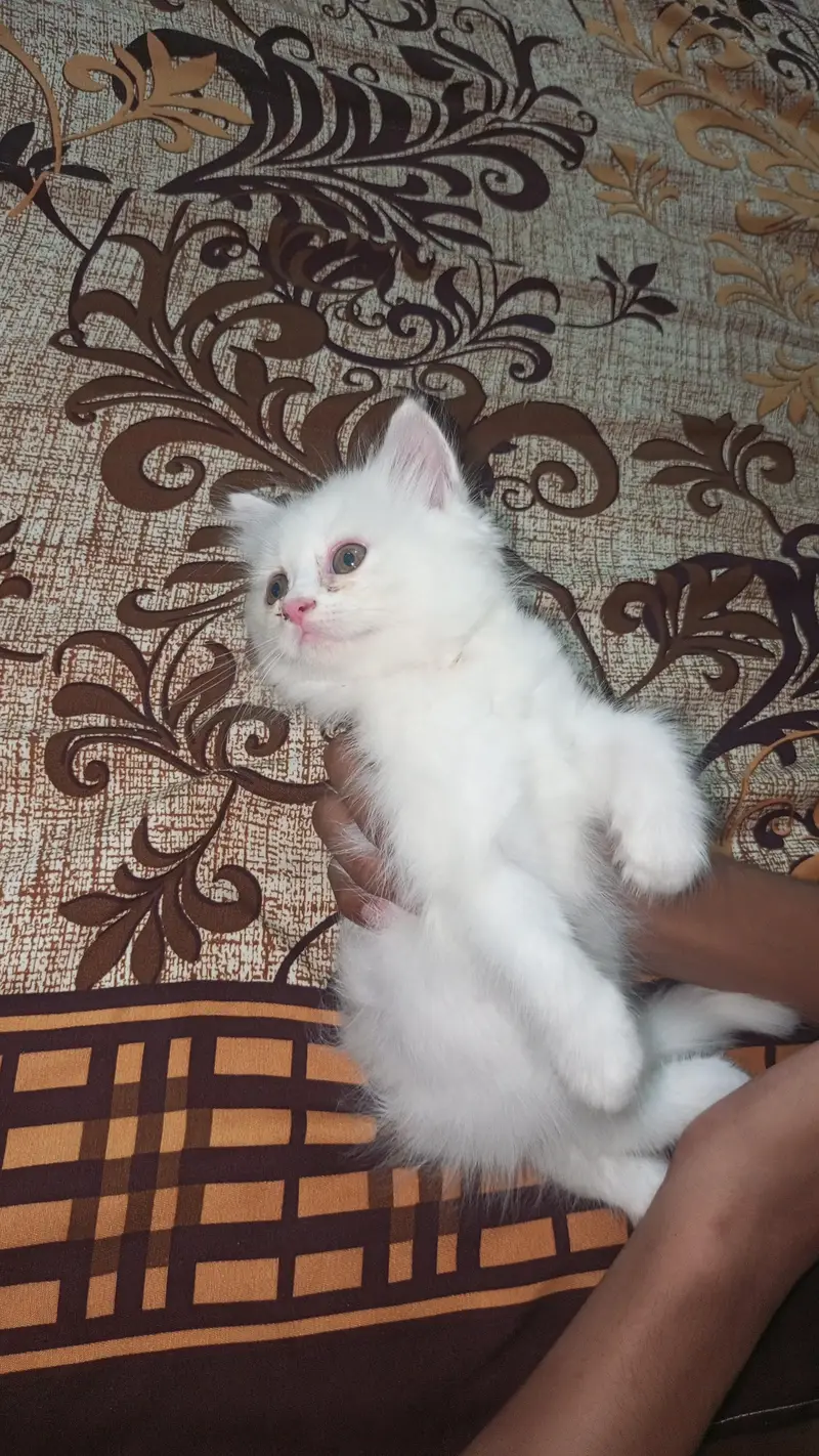 persian kittens — photo 2