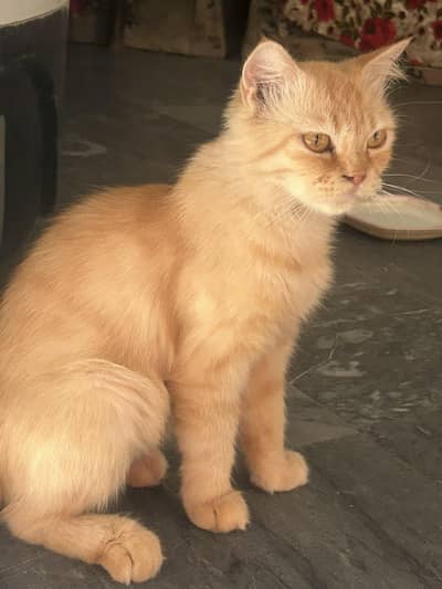 pure Persian haii