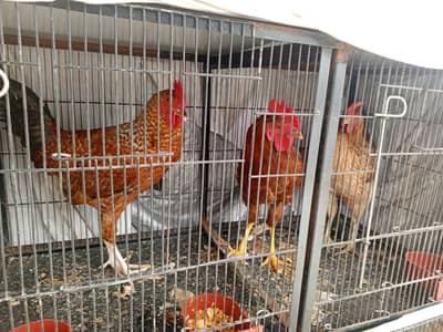 aseel hens