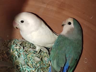 breeder pair