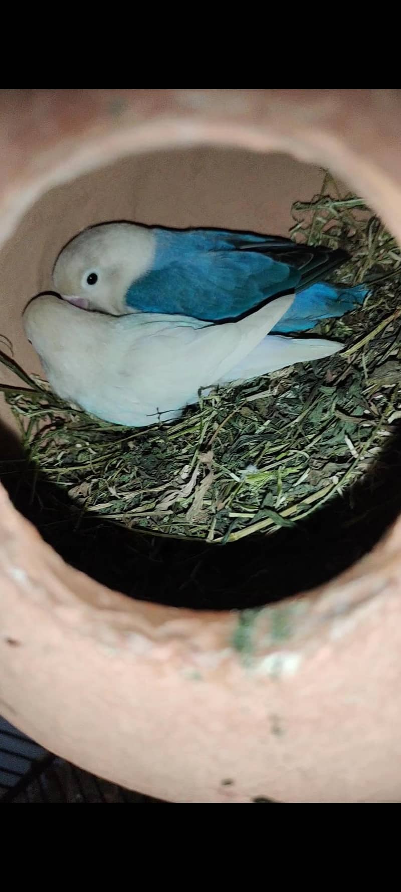 breeder pair 1