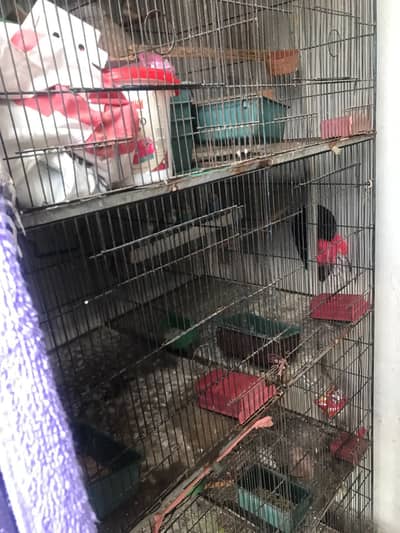 8 portion cage and mutation finches pair for sale