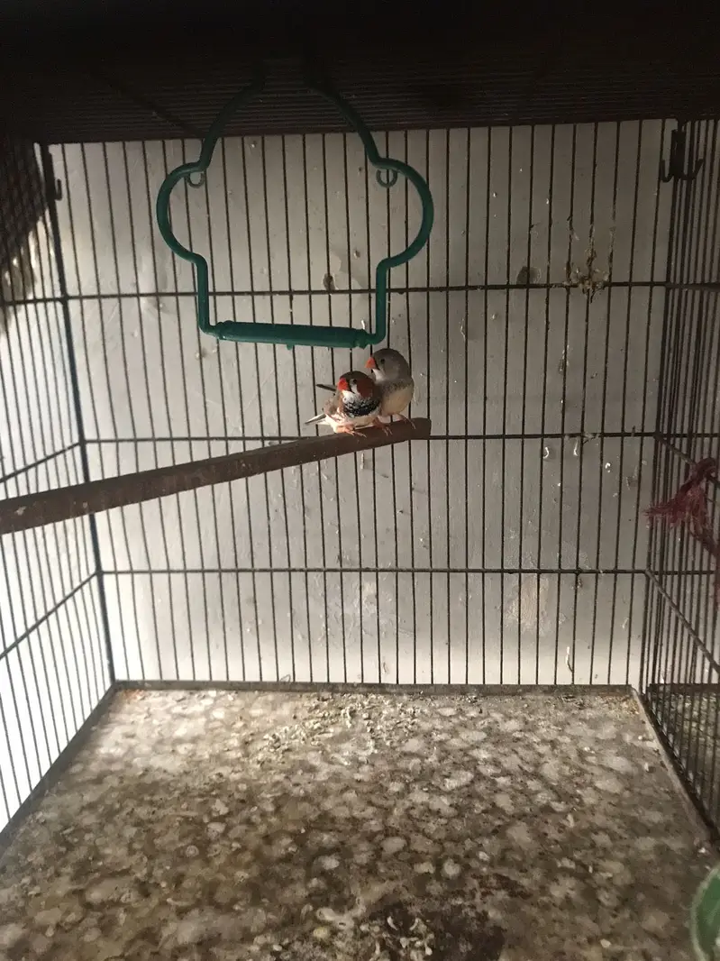 8 portion cage and mutation finches pair for sale — photo 2