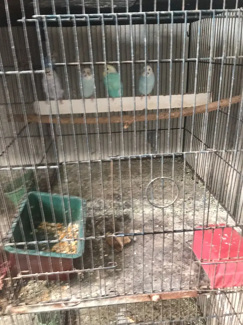 8 portion cage and mutation finches pair for sale — photo 3
