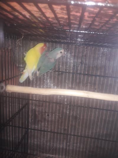 confirm breeder pair hai