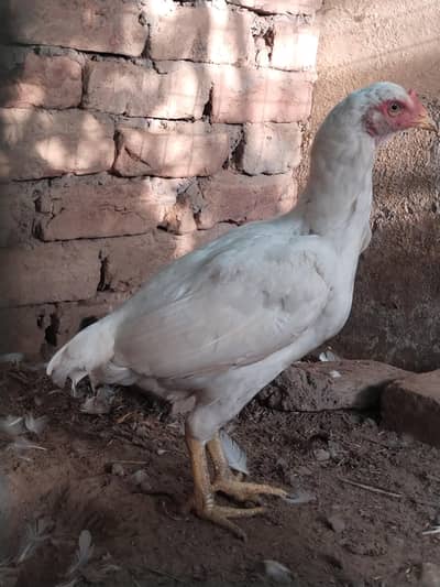 Paper white hera female and chini female for sale