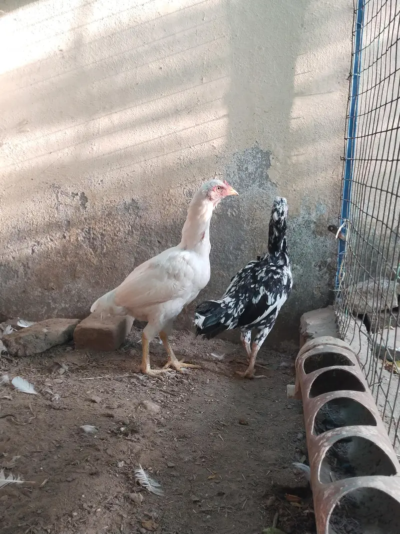 Paper white hera female and chini female for sale — photo 2