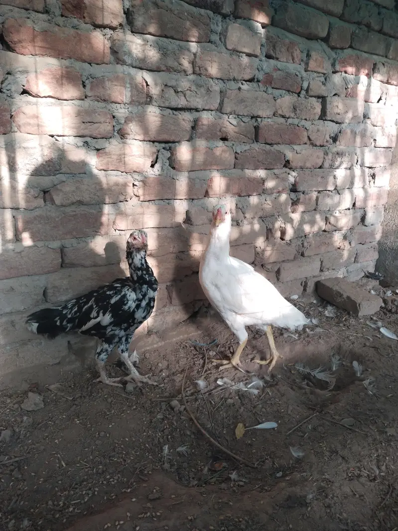 Paper white hera female and chini female for sale — photo 3