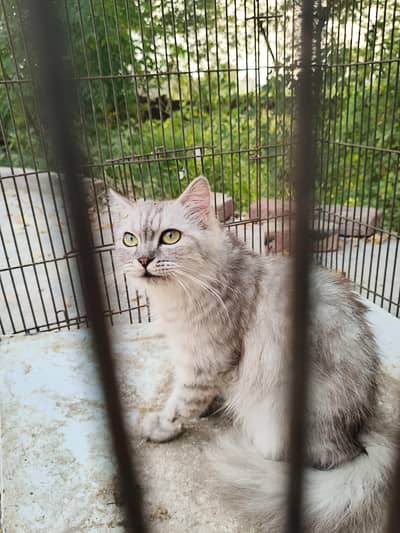Grey Persian Cat
