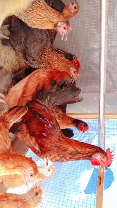 Golden Misri Hen | Golden Misri | Desi Mirghi