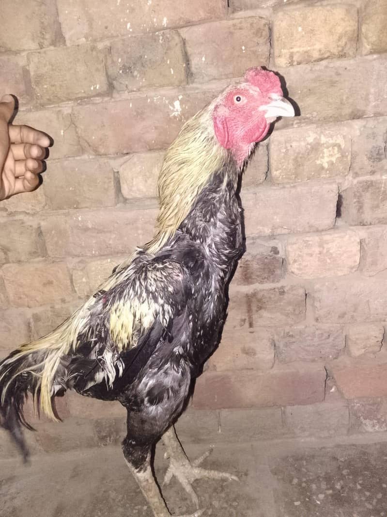 Aseel Java Pair for sale 1
