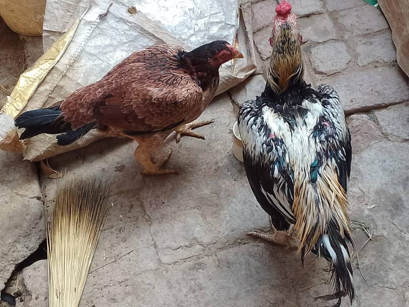 Aseel Java Pair for sale 2