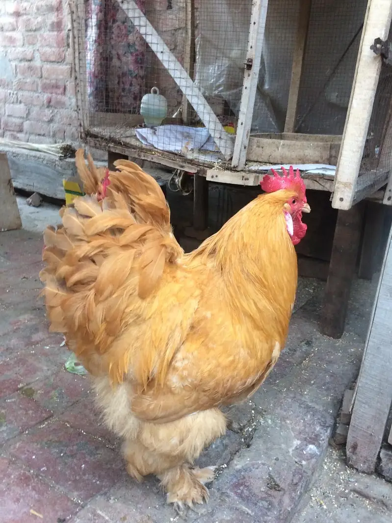 فینسی مُرغے اور مُرغیاں برائے  Heavy Buff , Plymouth — photo 2