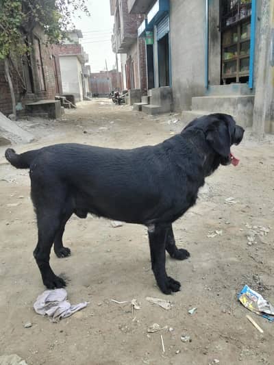 Labra dog mall