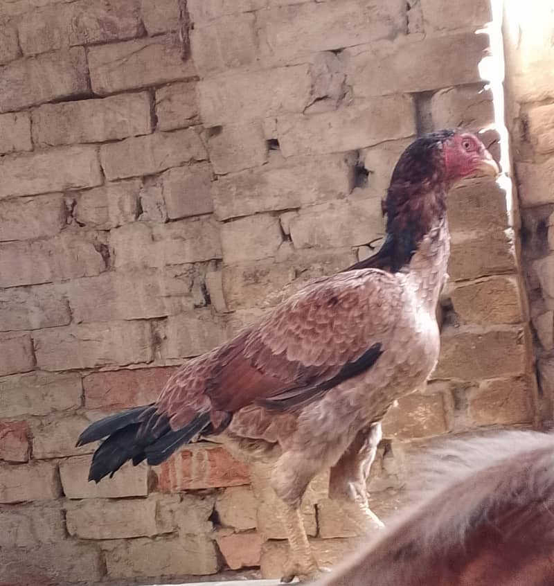 Aseel Java Pair for sale 3
