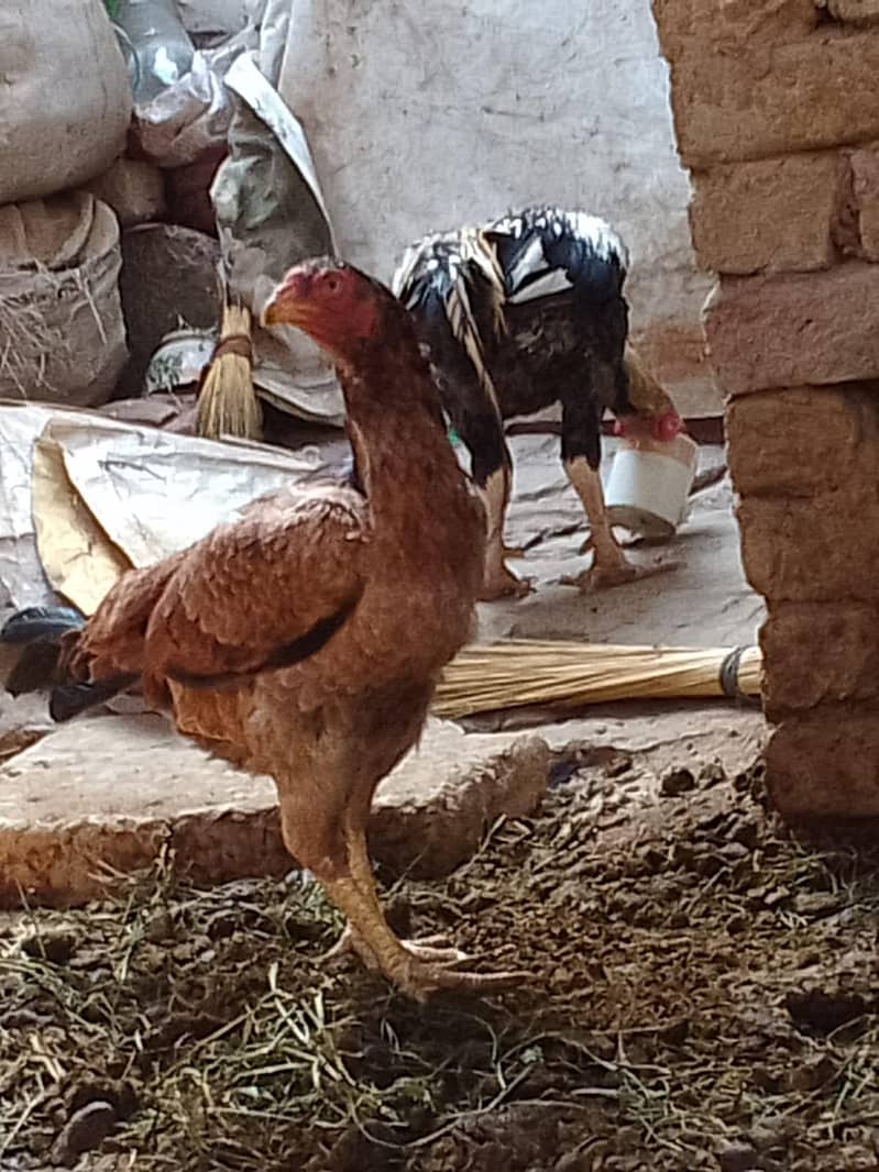 Aseel Java Pair for sale 4