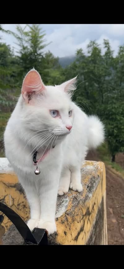 Beautiful Pure White Persian/ Mix Cat with Blue Eyes –