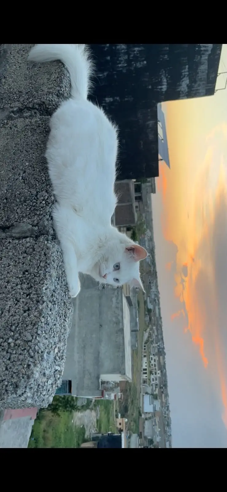 Beautiful Pure White Persian/ Mix Cat with Blue Eyes – — photo 2