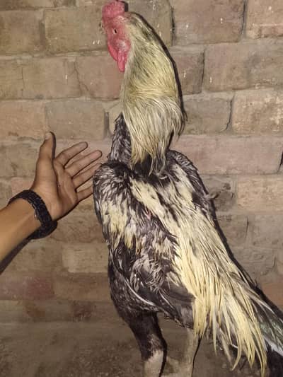 Aseel Java Pair for sale