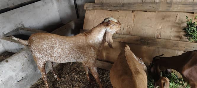 makhi china breeder male