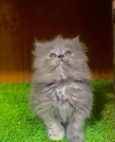 Persian cat and kitten punch face triple coated