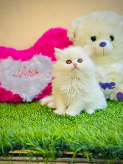 Persian cat and kitten punch face triple coated