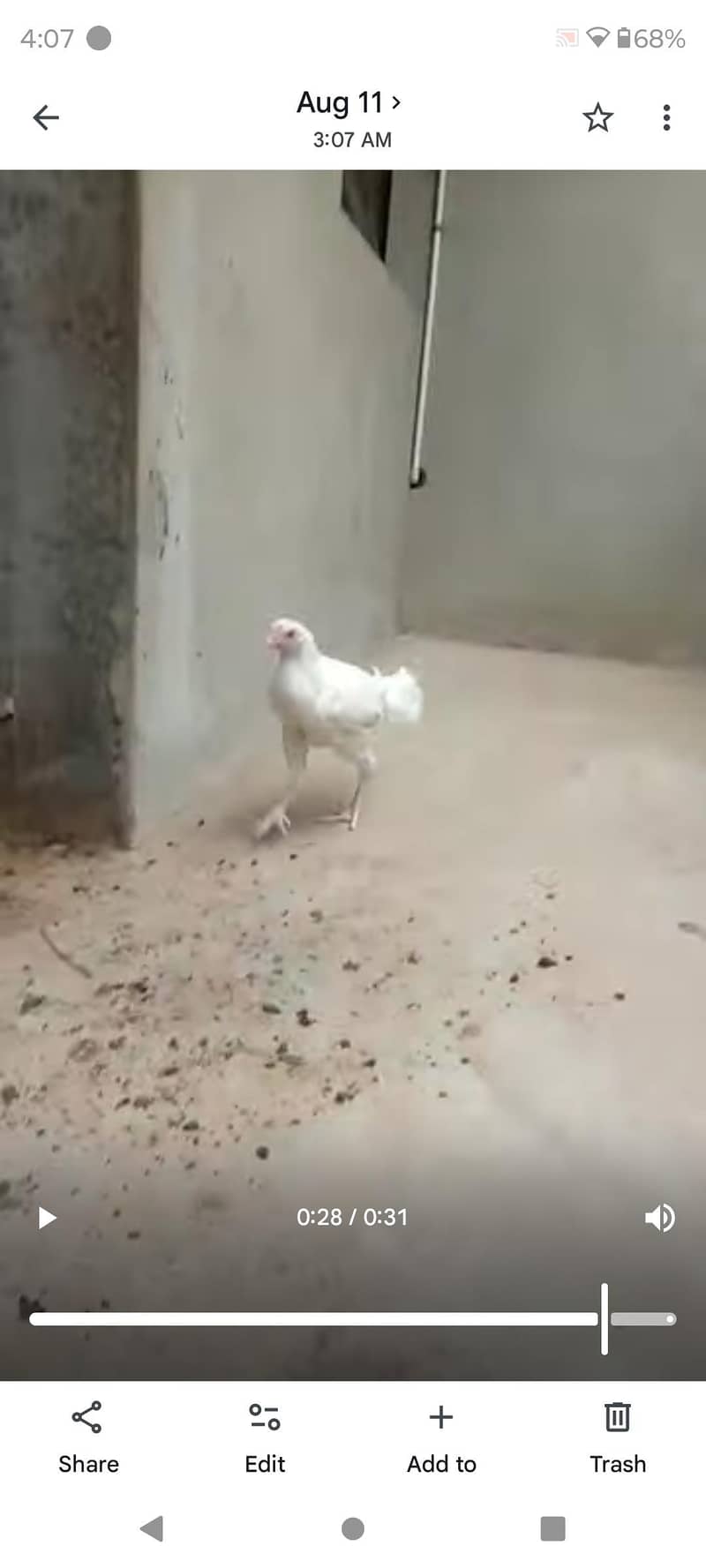 Pepper Whait 1
