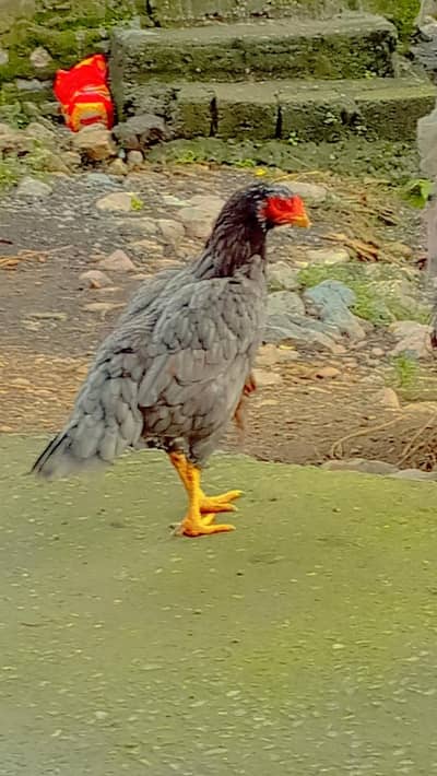 Pure Aseel female hen with chickens