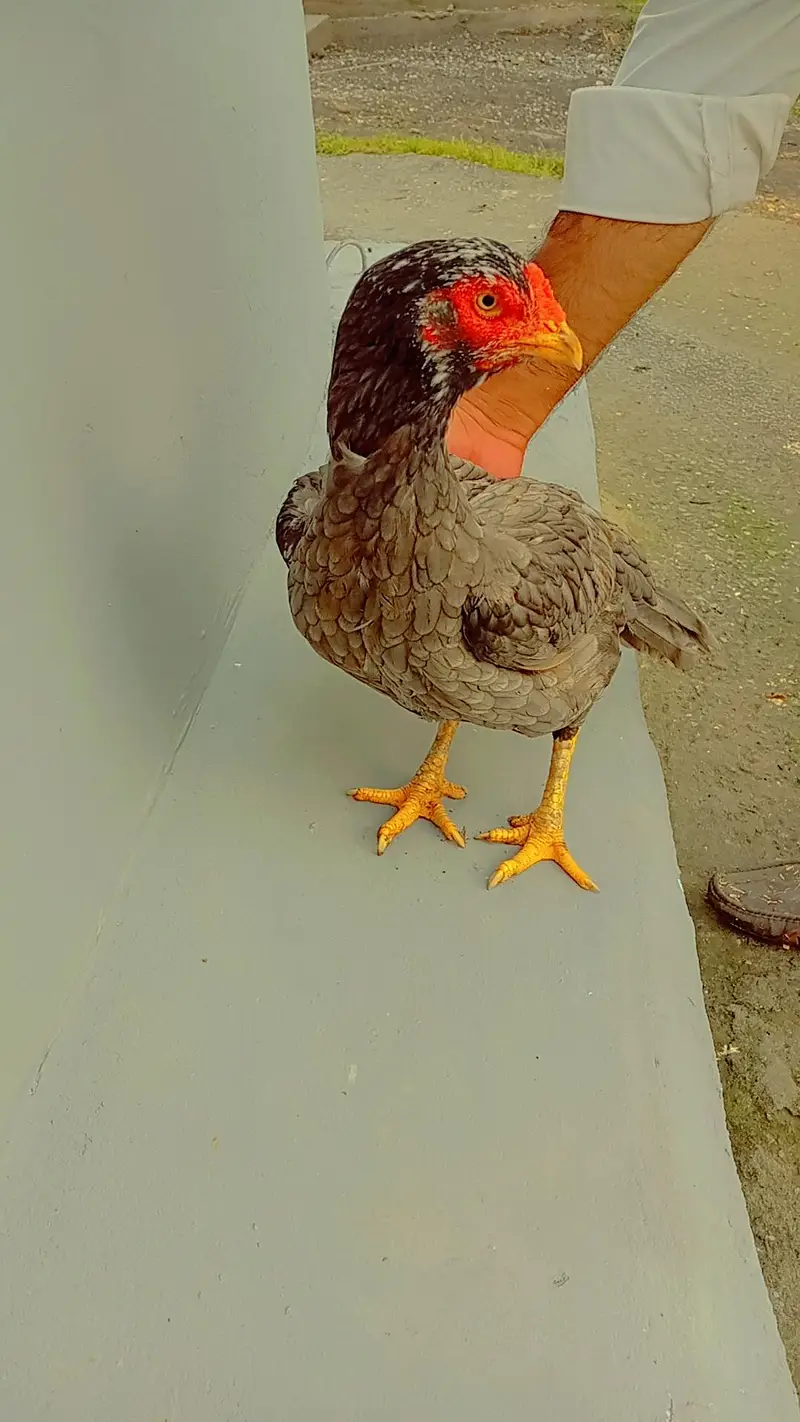 Pure Aseel female hen with chickens — photo 2
