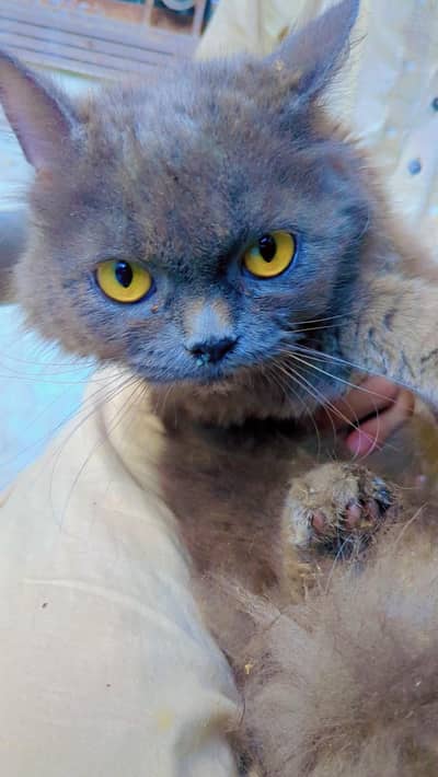 Persian cat