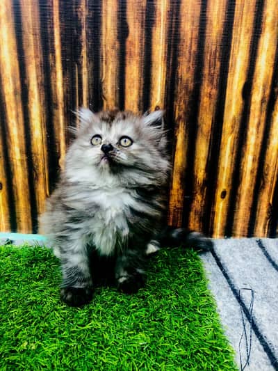 Persian cat and kitten punch face triple coated