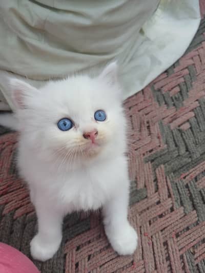 persian kittens