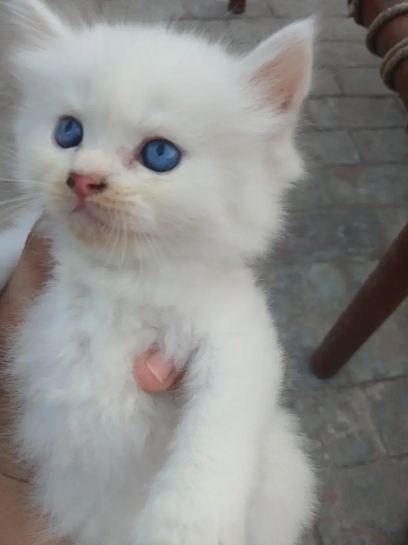 persian kittens — photo 2