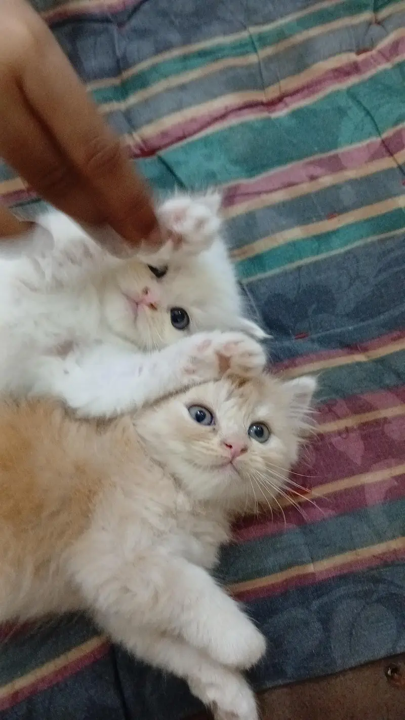 persian kittens — photo 3