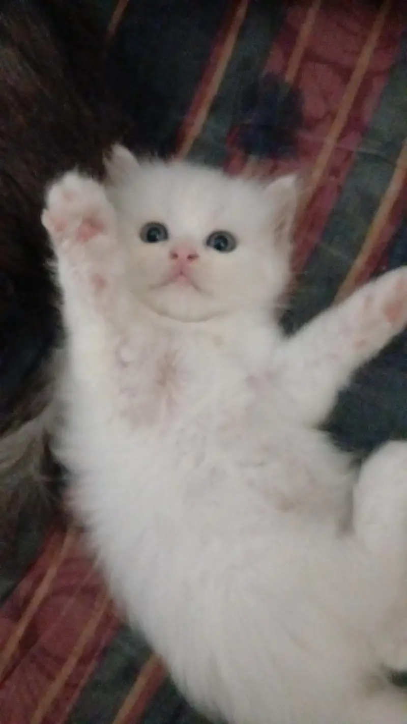 persian kittens — photo 5