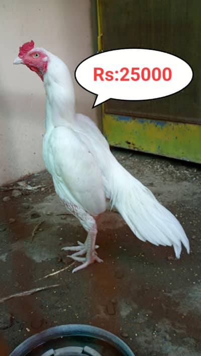 Aseel heera Murga