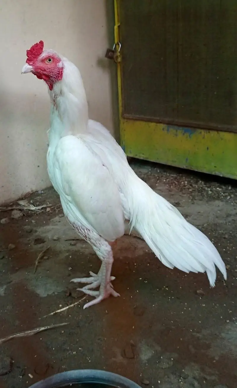 Aseel heera Murga — photo 2