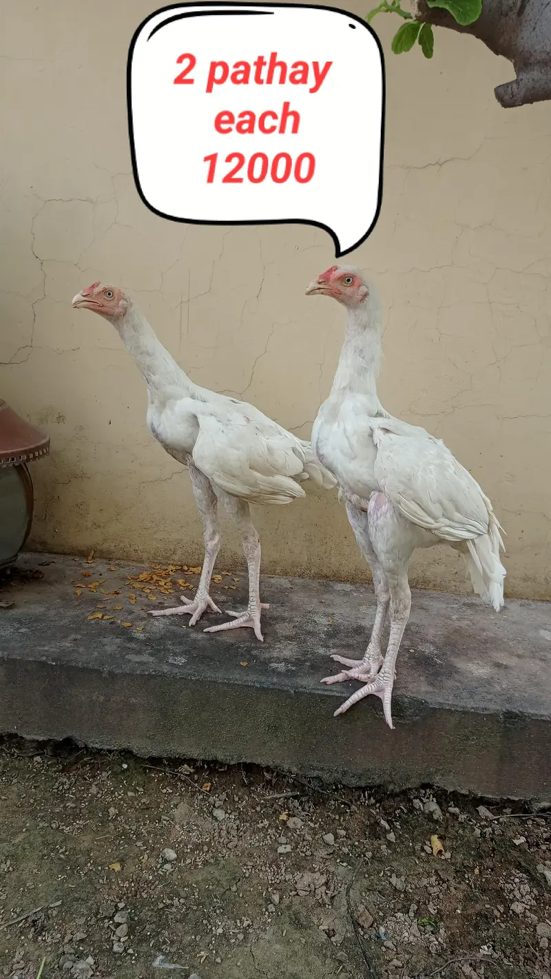 Aseel heera Murga — photo 3