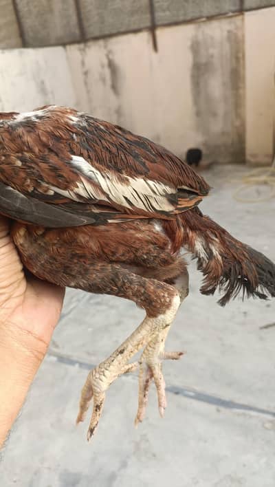 Amroha old blood line