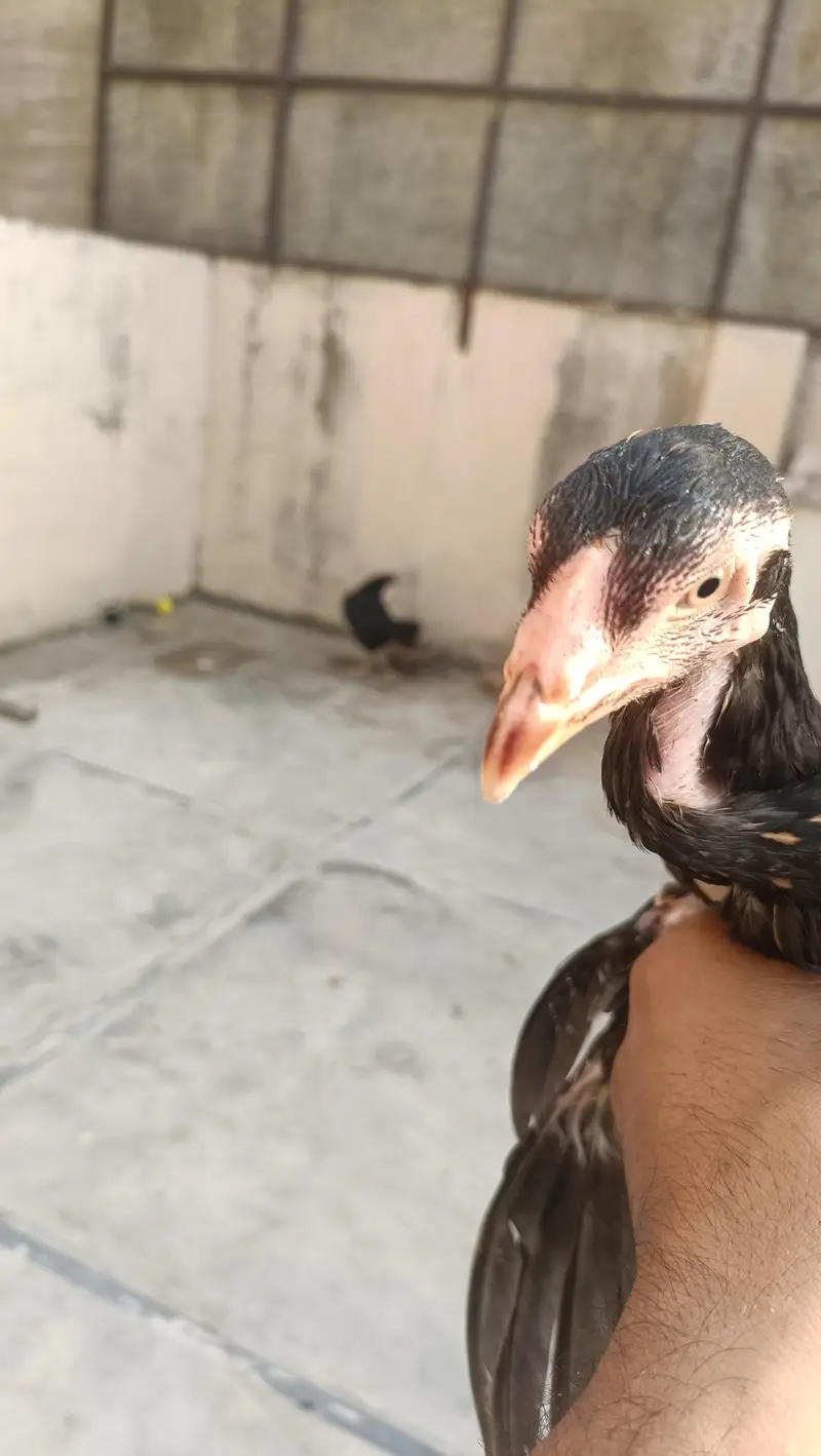Amroha old blood line — photo 6