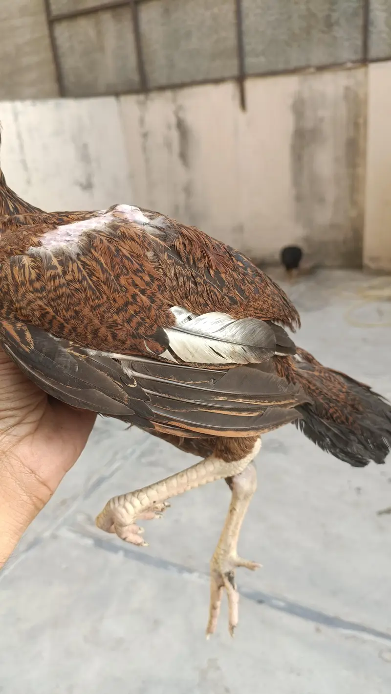 Amroha old blood line — photo 7